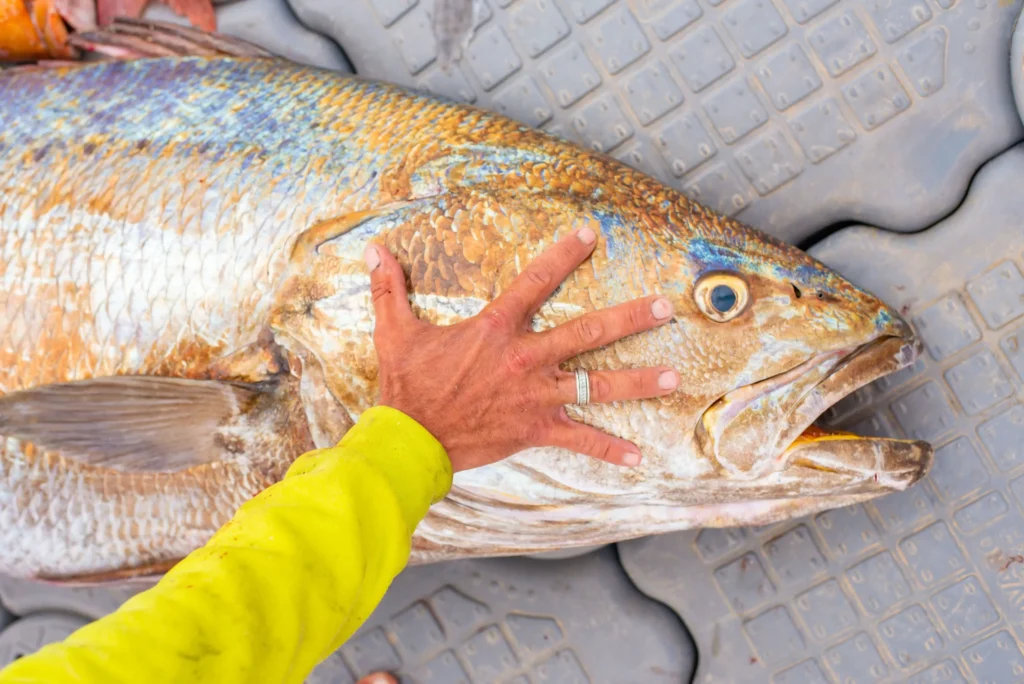 Massive Corvina catch from a private boat fishing charter in Dakhla Morocco